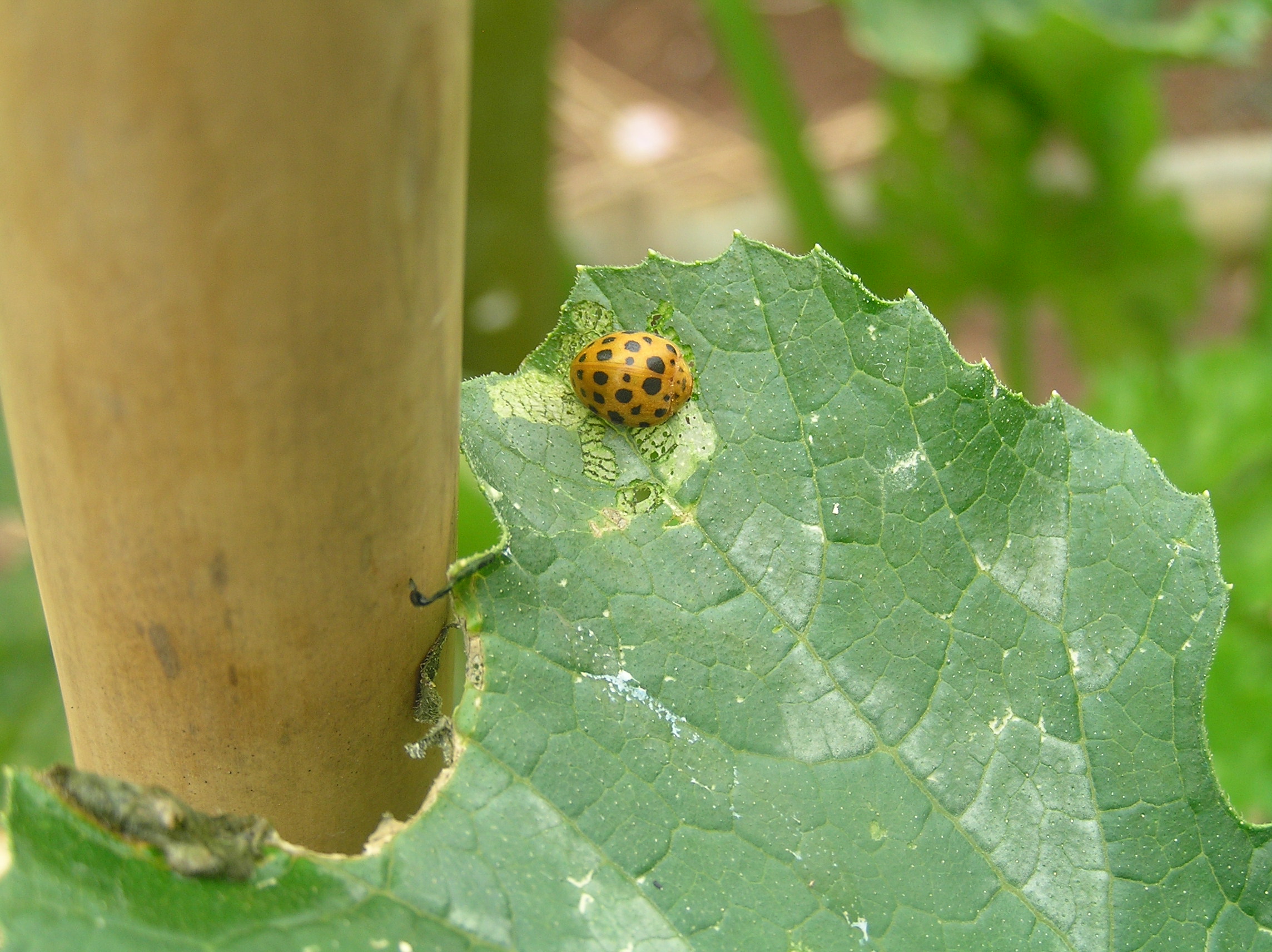 How to control the 28 spotted leaf eating ladybird organically